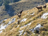 22 Un branco di camosci